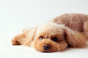 落ち着いたトイプードル