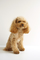 お利口に座るトイプードル