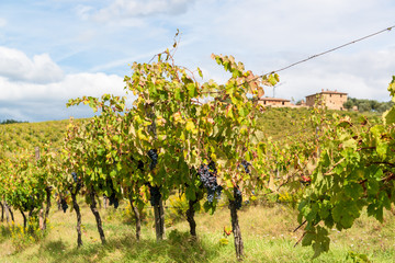Fototapeta na wymiar Reife Weintrauben am Stock, kurz vor der Ernte im Chiantigebiet
