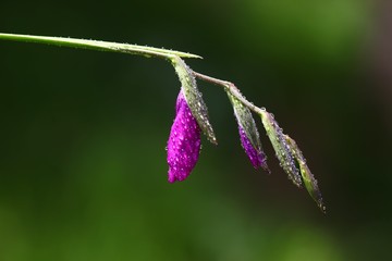 endemic flower varieties