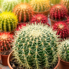 Various colored cacti plants in a greenhouse. Various cacti on the shelf in the store. 