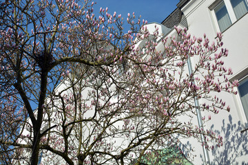 Magnolienbaum