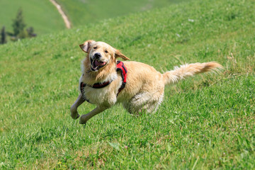 cane Golden Retriever