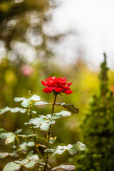 Obraz premium red rose against blue sky