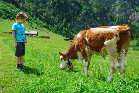 Child looks calf on cow farm