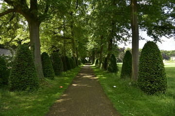 Fototapeta na wymiar Chemin ombragé entre deux rangées d'arbres et de haies coniques au domaine provincial de Vrijbroekpark à Malines