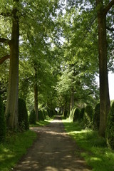 Fototapeta na wymiar Chemin ombragé entre deux rangées d'arbres et de haies coniques au domaine provincial de Vrijbroekpark à Malines