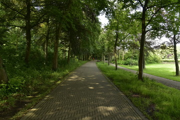 Fototapeta premium Chemin pavé ombragé dans l'un des bois du domaine provincial de Vrijbroekpark à Malines