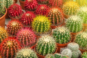 Fototapeta premium Various colored cacti plants in a greenhouse. Various cacti on the shelf in the store. 