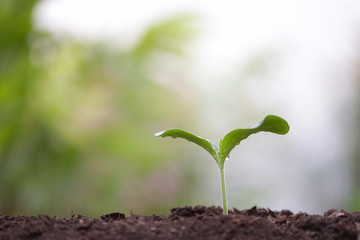 small tree sapling plant planting with dew