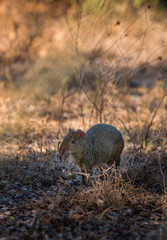 Azara's agouti ,Dasyprocta azarae, Pantanal , Brazil