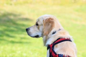 cane Golden Retriever