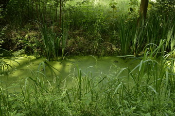 Lumi&egrave;re du soleil sur le petit ruisseau couvert de micro-n&eacute;nuphars au milieu des roseaux au domaine provincial de Rivierenhof &agrave; Malines