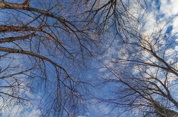 The branches of a tree against the spring sky