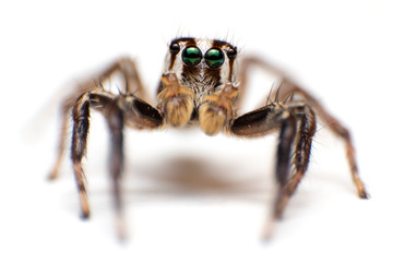 Close up of beautiful jumping spider isolated on white background