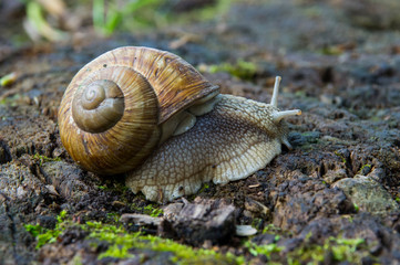 Snail, animal, shell, nature, slow, macro
