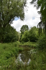 Fototapeta na wymiar Marre isolée en pleine végétation sauvage au domaine provincial de Vrijbroekpark à Malines