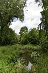 Fototapeta na wymiar Marre isolée en pleine végétation sauvage au domaine provincial de Vrijbroekpark à Malines