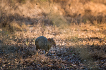 Azara's agouti ,Dasyprocta azarae, Pantanal , Brazil