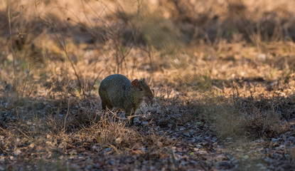 Azara's agouti ,Dasyprocta azarae, Pantanal , Brazil