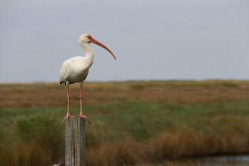 Louisiane - White Ibis
