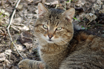 Naklejka premium Cat on the background of old leaves