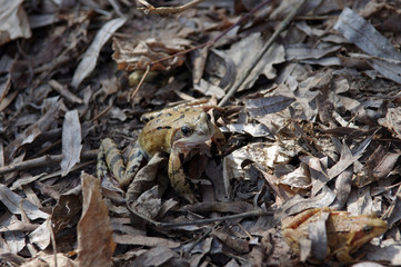 Frog sitting on fallen leaves