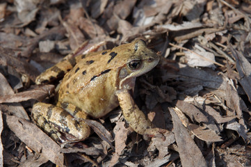 Naklejka premium Frog sitting on fallen leaves