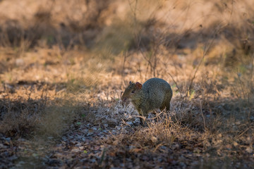 Azara's agouti ,Dasyprocta azarae, Pantanal , Brazil