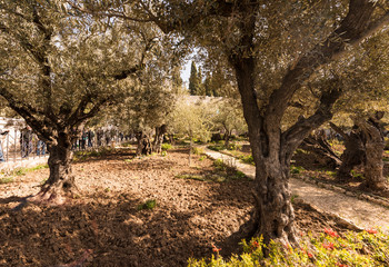 Olive trees (Olea europaea) in the garden of Gethsemane, Mount of Olives, Jerusalem, Israel, Middle...