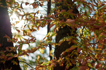 autumn leaves on tree