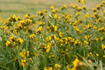Fototapeta premium field of yellow flowers