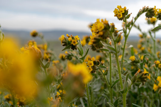 field of yellow flowers and blue sky