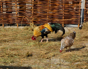 rooster on farm