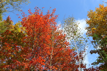 Mont Tremblant - Automne 