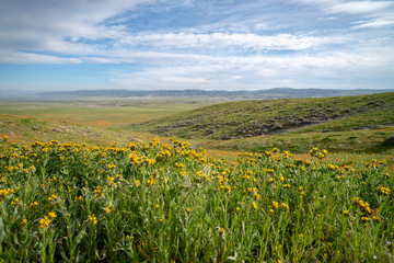 field of sunflowers and blue sky