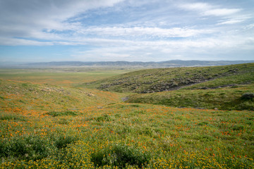 Poppy Field in California