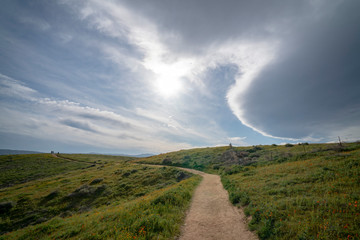 pathway in field of poppies
