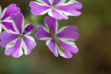 purple flowers on green background