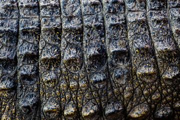 crocodile leather texture