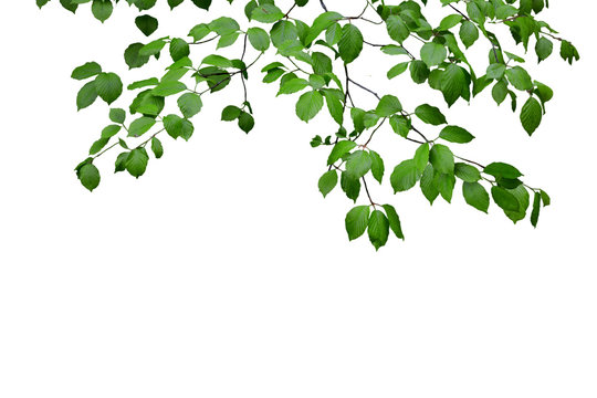 Green leaves and branches isolated on white