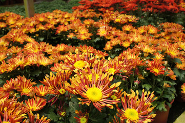 Chrysanthemum flowers planted and grows in the small plastic containers. Bred in a nursery for sale.
