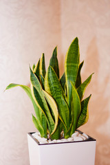 Sansevieria or Snake. Plant in pot