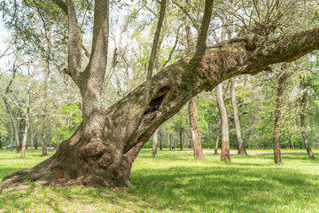 Obraz premium Tree growing sideways in a park