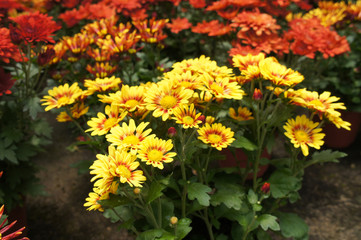 Chrysanthemum flowers planted and grows in the small plastic containers. Bred in a nursery for sale.