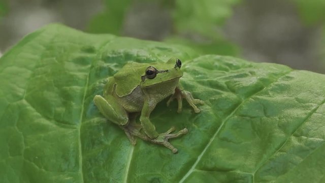 A green tree frog sits on the leaves of plants. (close-up)