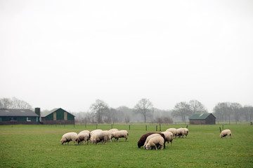 Fototapeta premium flock of sheep grazing in green meadow near Leusden in province of utrecht