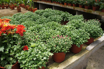 Fototapeta na wymiar Chrysanthemum flowers planted and grows in the small plastic containers. Bred in a nursery for sale.