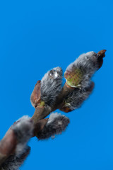 Pussy willow twigs isolated on blue background, close-up. Shallow Depth of Field