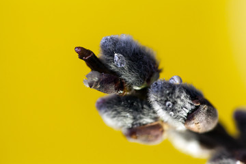 Pussy willow twigs isolated on yellow background, close-up. Shallow Depth of Field